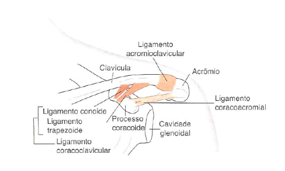 Imagem 1. Vista anterior dos ligamentos da articulação acromioclavicular. Fonte: Cinesiologia Clínica e Anatomia, 5a ed, 2013.