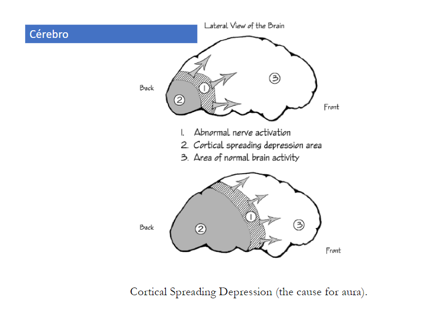 Imagem 2: Mecanismo da depressão cortical propagada.