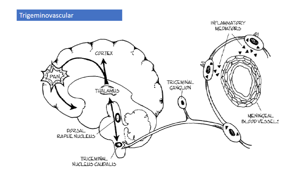 Imagem 3: Representação do sistema trigeminovascular