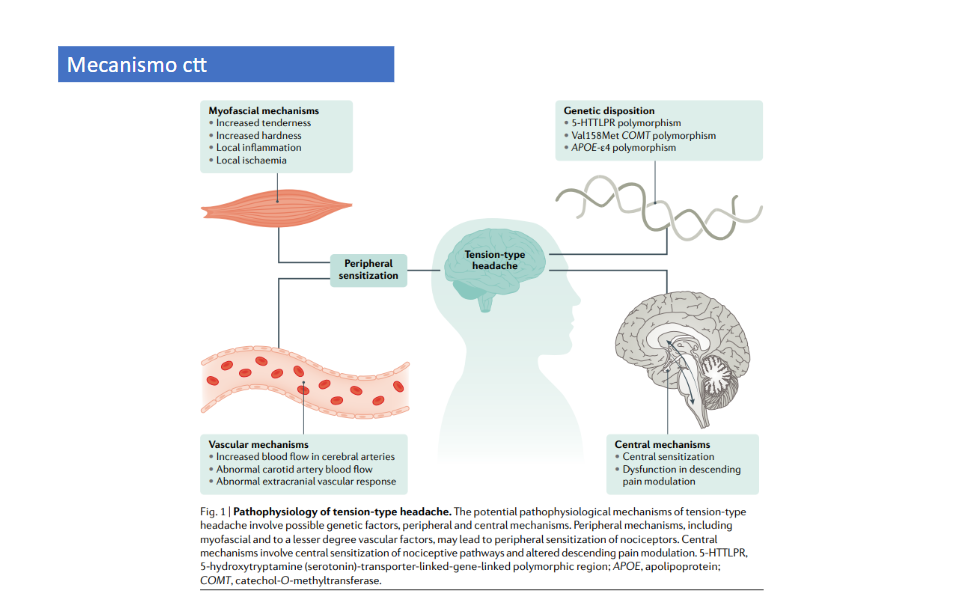 Imagem 4: Representação do mecanismo causador da cefaléia do tipo tensional (CTT) envolvendo mecanismo central, periférico e genético.