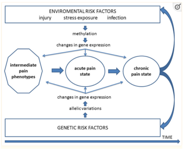 Figura 6.Descrição dos processos pelos quais os fatores de risco genéticos e ambientais podem influenciar a dor orofacial. Isso inclui influências em fenótipos de dor intermediários e na transição de um estado de dor aguda para um estado de dor crônica que pode agravar ainda mais esses fatores de risco.Fonte: Sessle, B.J. Chronic Orofacial Pain: Models, Mechanisms, and Genetic and Related Environmental Influences. Int. J. Mol. Sci. 2021, 22, 7112. https://doi.org/ 10.3390/ijms22137112