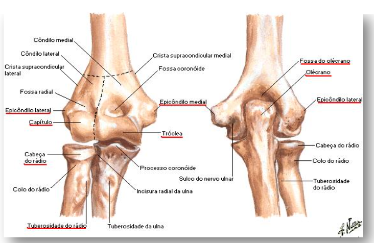 Figura 4. Estruturas ósseas do cotovelo, vistas anterior e posterior. Fonte: NETTER, 2015.