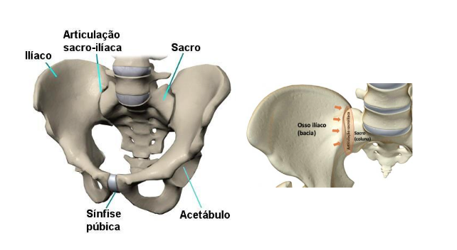 Figura 1. Anatomia do quadril, note a articulação sacroilíaca entre os ossos sacro e ilíaco. Fonte: google imagens.
