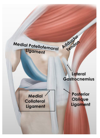 Figura 1. Anatomia da face medial do joelho. Fonte: https://drmartinestevez.com.ar/lesion-del-ligamento-colateral-medial-2/