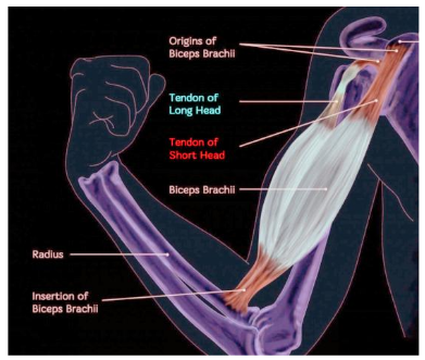 Figura 1. Anatomia do bíceps braquial. Fonte: Tiwana MS, Charlick M, Varacallo M. Anatomy, Shoulder and Upper Limb, Biceps Muscle. [Atualizado 2023 Aug 28]. In: StatPearls [Internet]. Treasure Island (FL): StatPearls Publishing; 2023 Jan-. Disponível em: https://www.ncbi.nlm.nih.gov/books/NBK519538/