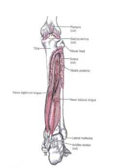Figura 1: Músculos tibial posterior, flexor longo dos dedos, e flexor longo do hálux. Fonte: Neumann D. A. Cinesiologia do aparelho musculoesquelético: fundamentos para a reabilitação física. 2006, Ed. Guanabara koogan, Rio de Janeiro