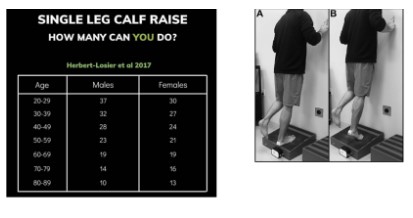 Figura 13: Teste de Heel Rise ou teste de elevação do calcâneo. Fonte: Herbert-Losier et al. Updated reliability and normative values for the standing heel-rise test in healthy adults. Physiotherapy 103 (2017) 446–452.